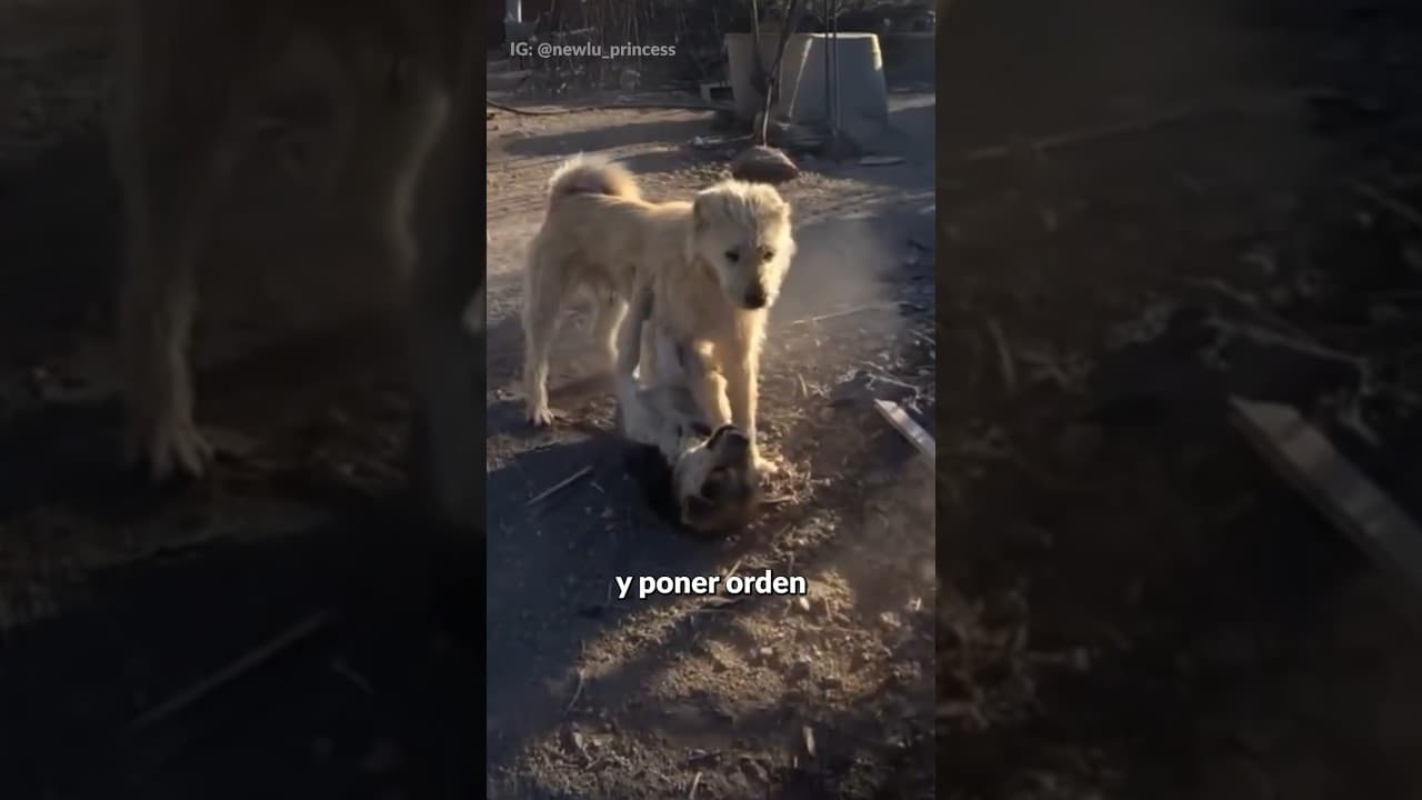 A CARA DE PERRO!!!