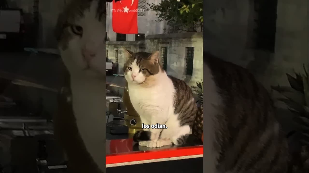 LOS GAVIOGATOS!!!