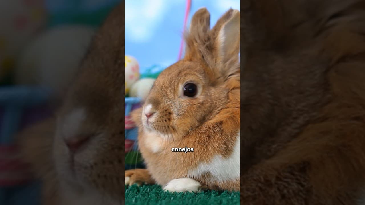 DONA A TU MASCOTA!!! ¿Como comida?